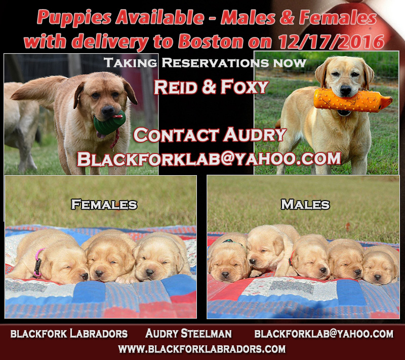 RIOROCK LABRADOR RETRIEVERS AVAILABLE PUPPIES LITTERS NEW ENGLAND EAST