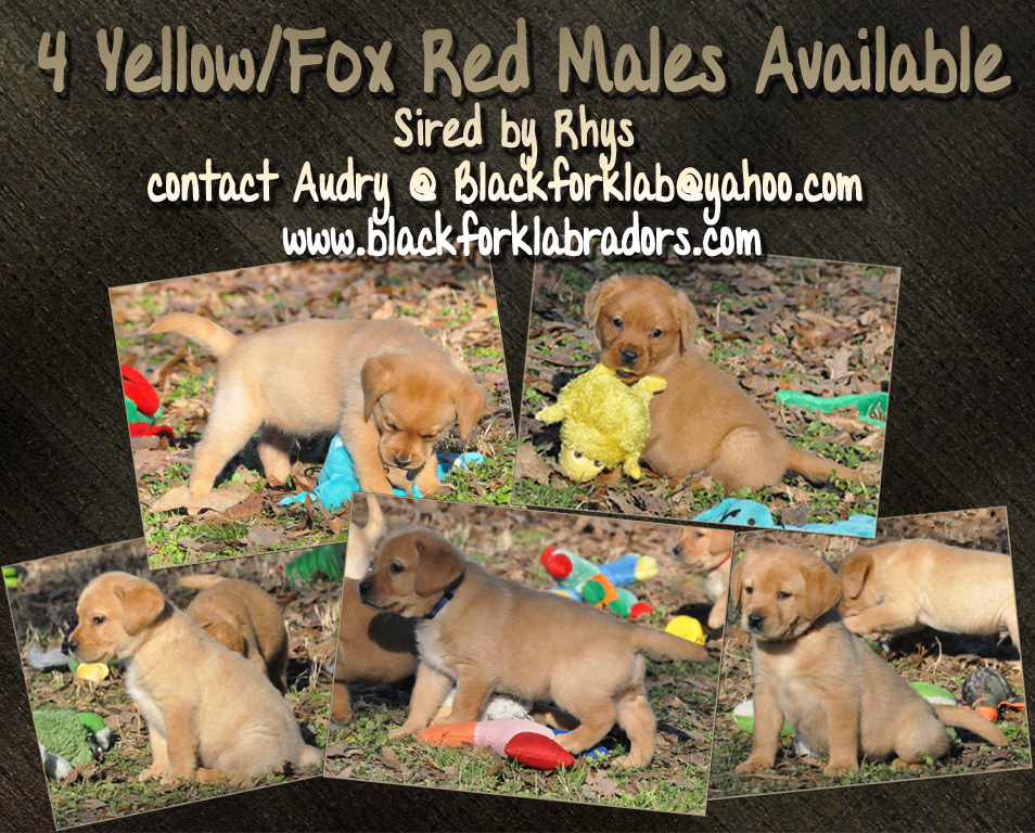 RIOROCK LABRADOR RETRIEVERS AVAILABLE PUPPIES LITTERS NEW ENGLAND EAST