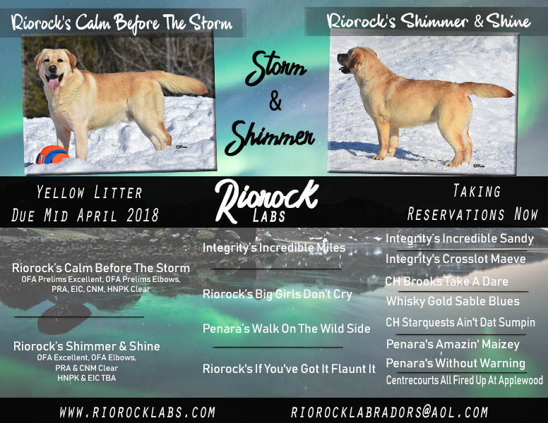 Riorock Labrador Retriever Puppies New England East Coast Lab Puppy for