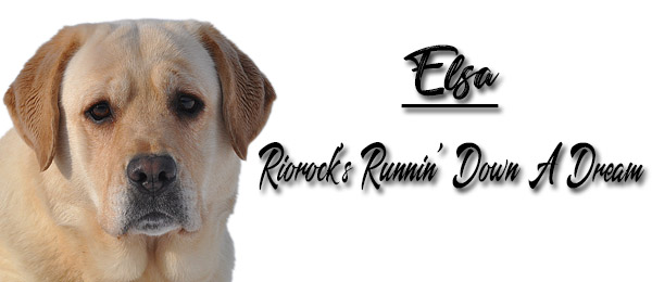 Riorock's I'd Be Jealous Too Lab New England NH MA CT VT RI