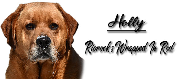 Riorock's Wrapped In Red Lab New England NH MA CT VT RI