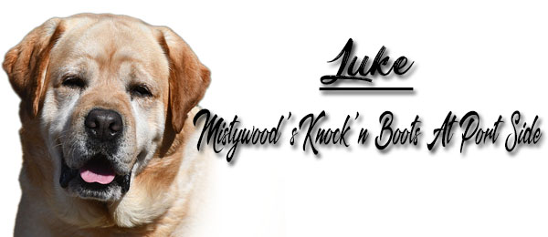 Mistywood's Knock'n Boots At Port Side Labrador Retrievers Breeders
