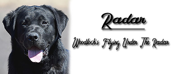 Woodloch's Flying Under The Radar Labrador Retrievers Breeders